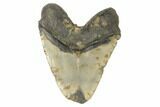 Bargain, Fossil Megalodon Tooth - Feeding Worn Tip #188215-2